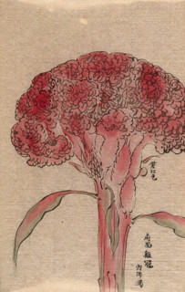A plant of the Polygonaceae family, possibly a Rumex: flowering stem. Creator: Unknown.