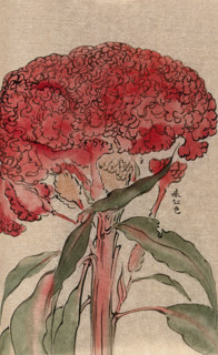 A plant of the Polygonaceae family, possibly a Rumex: flowering stem. Creator: Unknown.
