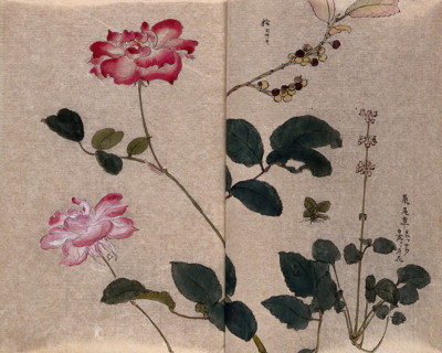 Two flowering roses (Rosa species) and two other unidentified plants. Creator: Unknown.