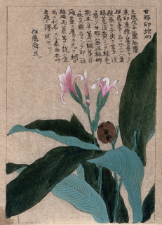 A flowering and fruiting plant stem. Creator: Unknown.