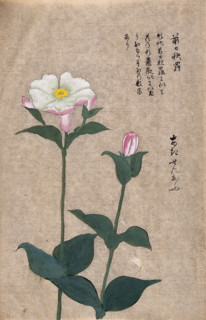 A plant in the Caryophyllaceae family: two flowering stems. Creator: Unknown.