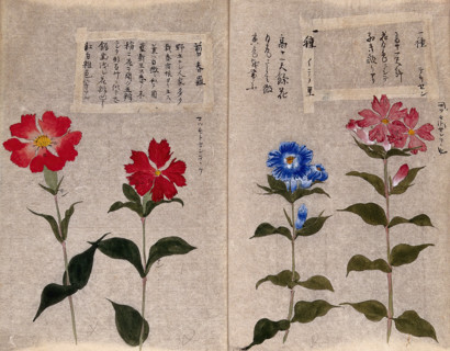Four plants, possibly pinks (Dianthus species): flowering stems. Creator: Unknown.