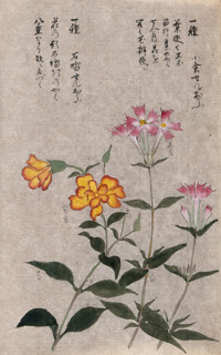 Two plants, one a pink (Dianthus species): flowering stems. Creator: Unknown.
