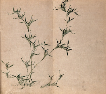A bamboo plant: leafy stems, c19th century. Creator: Unknown.