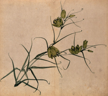 A plant, possibly a fritillary (Fritillaria species): flowering stem. Creator: Unknown.
