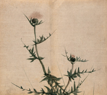 A thistle (Cirsium species): flowering stem. Creator: Unknown.