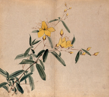 A plant, possibly an Hypericum species: flowering stem. Creator: Unknown.