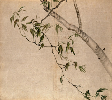 Japanese maple (Acer palmatum): branch with leaves. Creator: Unknown.