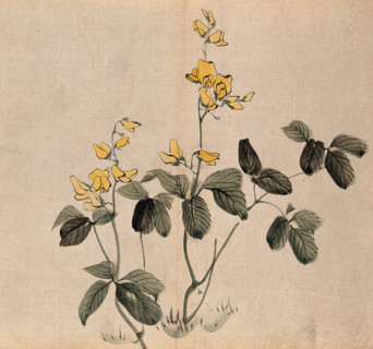 A leguminous plant: two stems with yellow flowers. Creator: Unknown.