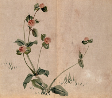 A grassland plant, possibly a clover (Trifolium species): flowering stem. Creator: Unknown.