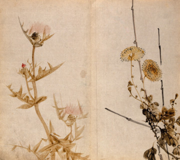 Two plants of the Compositae family: a flowering thistle (left) and yellow chrysanthemum (right). Creator: Unknown.