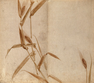 Rye (Secale species): plant stems with seedheads, c19th century. Creator: Unknown.
