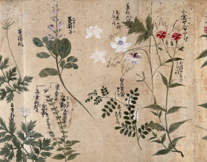 Six flowering plants, one possibly a pink (Dianthus species) and one an Anthriscus species, 1870. Creator: Unknown.