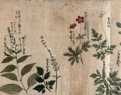 Five flowering plants, one possibly an Anthriscus species, 1870. Creator: Unknown.