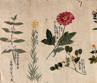 Four flowering plants, including a legume, a labiate and an anemone, 1870. Creator: Unknown.