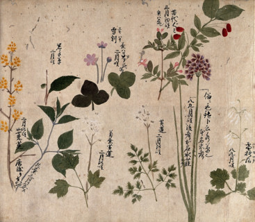Eight flowering plants, possibly including a species of Allium and an Australian fuchsia..., 1870. Creator: Unknown.