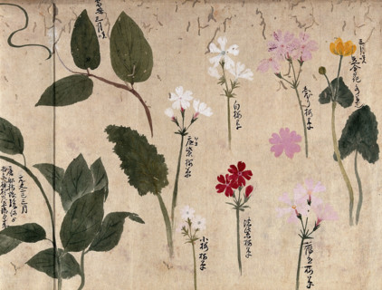Seven flowering plants, one possibly a kingcup and six pinks (Dianthus species), 1870. Creator: Unknown.