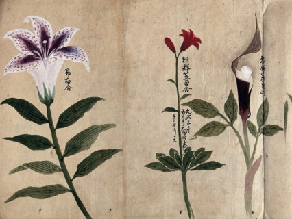 Three flowering plants, possibly including a lily and a species of Dracunculus, 1870. Creator: Unknown.
