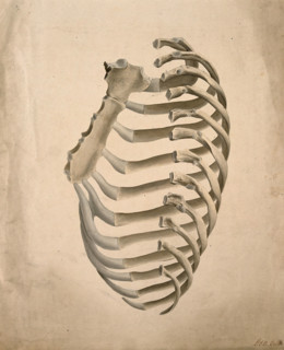 Sternum and right side of rib cage, seen from behind, 1831. Creator: GE Blenkins.