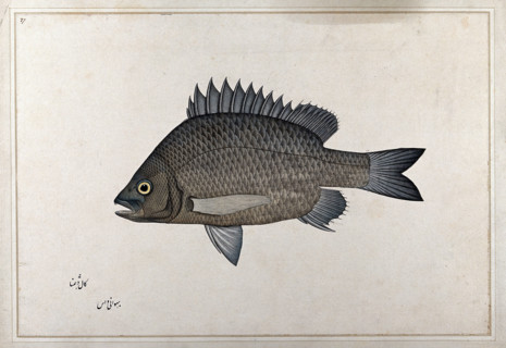 Fish, 1777-1783. Creator: Bhawani Das.