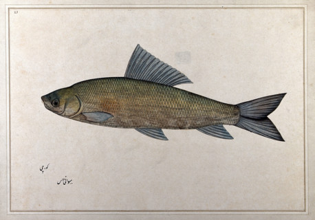 Fish, 1777-1783. Creator: Bhawani Das.