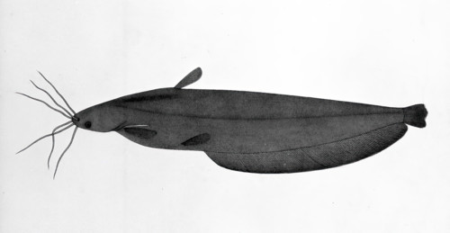 Fish, 1783. Creator: Bhawani Das.