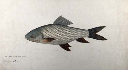 Fish, 1783. Creator: Bhawani Das.