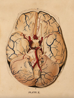 Brain: dissection showing the base of the brain, 1820-1827. Creator: William Home Lizars.