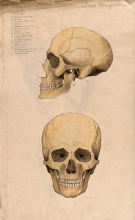 Skull: two figures, showing side and front views, 1880. Creator: Adele Mongredien.