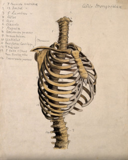 Vertebral column and ribcage, 1880. Creator: Adele Mongredien.