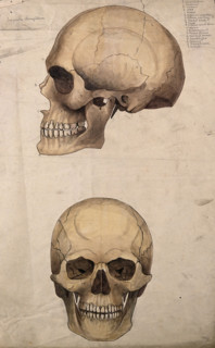 Skull: two figures, showing side and front views, 1880. Creator: Jeannette Mongredien.
