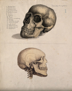 A skull: two figures, 1880. Creator: Jeannette Mongredien.