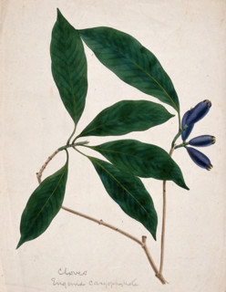 Clove plant (Syzygium aromaticum): stem with flower buds, c1833. Creator: Unknown.