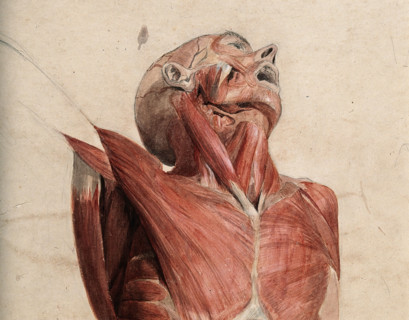Head, neck and chest of écorché, lying supine, with eyes and mouth open, 1800-1899. Creator: Unknown.
