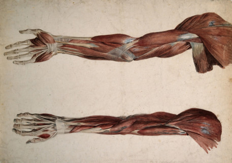 Muscles and tendons of the upper arm: two écorchés, 1800-1899. Creator: Unknown.