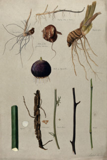 Various stem forms, including bulbs and roots, c1900. Creator: Isabel Sawkins.