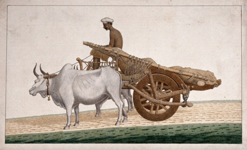 A man driving a cart drawn by bullocks, (between 1800 and 1899?). Creator: Unknown.