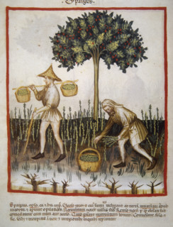 Asparagus, 14th century.  Creator: Unknown.