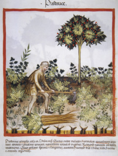 Carrots, 14th century.  Creator: Unknown.