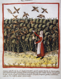 Corn, 14th century.  Creator: Unknown.