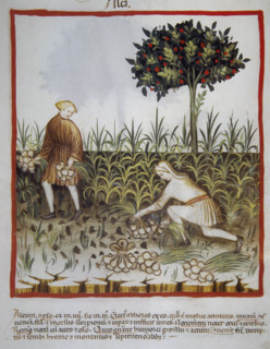 Garlic, 14th century.  Creator: Unknown.