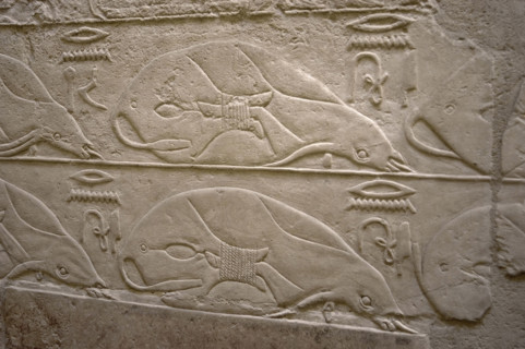 Tied cows relief, Mastaba of Kagemni, Saqqara, Egypt, Old Kingdom, 6th Dynasty, 2350 BC (2003). Creator: Unknown.
