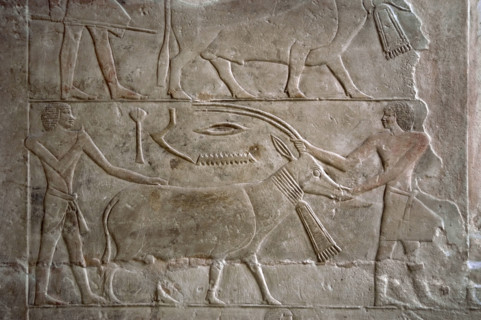 Polychrome relief depicting offering bearers with an antelope, Mastaba of Mereruka, Saqqara, Egypt. Creator: Unknown.
