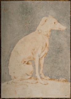 Greyhound, First Half of 16th century. Creator: Parmigianino (1503-1540).