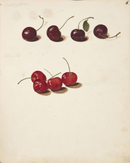 Study of Cherries, 1751. Creator: Fosie, Johanna Marie (1726-1764).