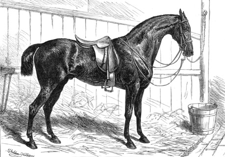 The Horse Show at the Agricultural Hall, Islington: the Prince of Wales's Park Cob, "Bob", 1874. Creator: Unknown.