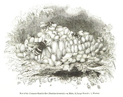 Nest of the Common Humble-Bee (Bombus terrestris), 1850. Creator: Unknown.