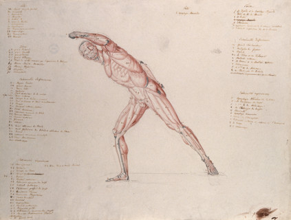 Myologic structure of the 'Borghese Gladiator' statue: the figure is presented as an écorché,(1833?) Creator: Johann Conrad Zeller.