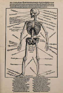 A human skeleton, seen from the front, with labels giving the latin names of the bones, 1517.