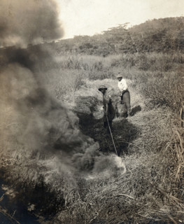 Miraflores, the Panama Canal Zone: rising smoke as two West Indian men burn grass away..., 1910. Creator: Unknown.